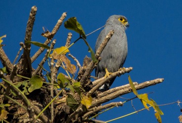 Falco ardosiaceus