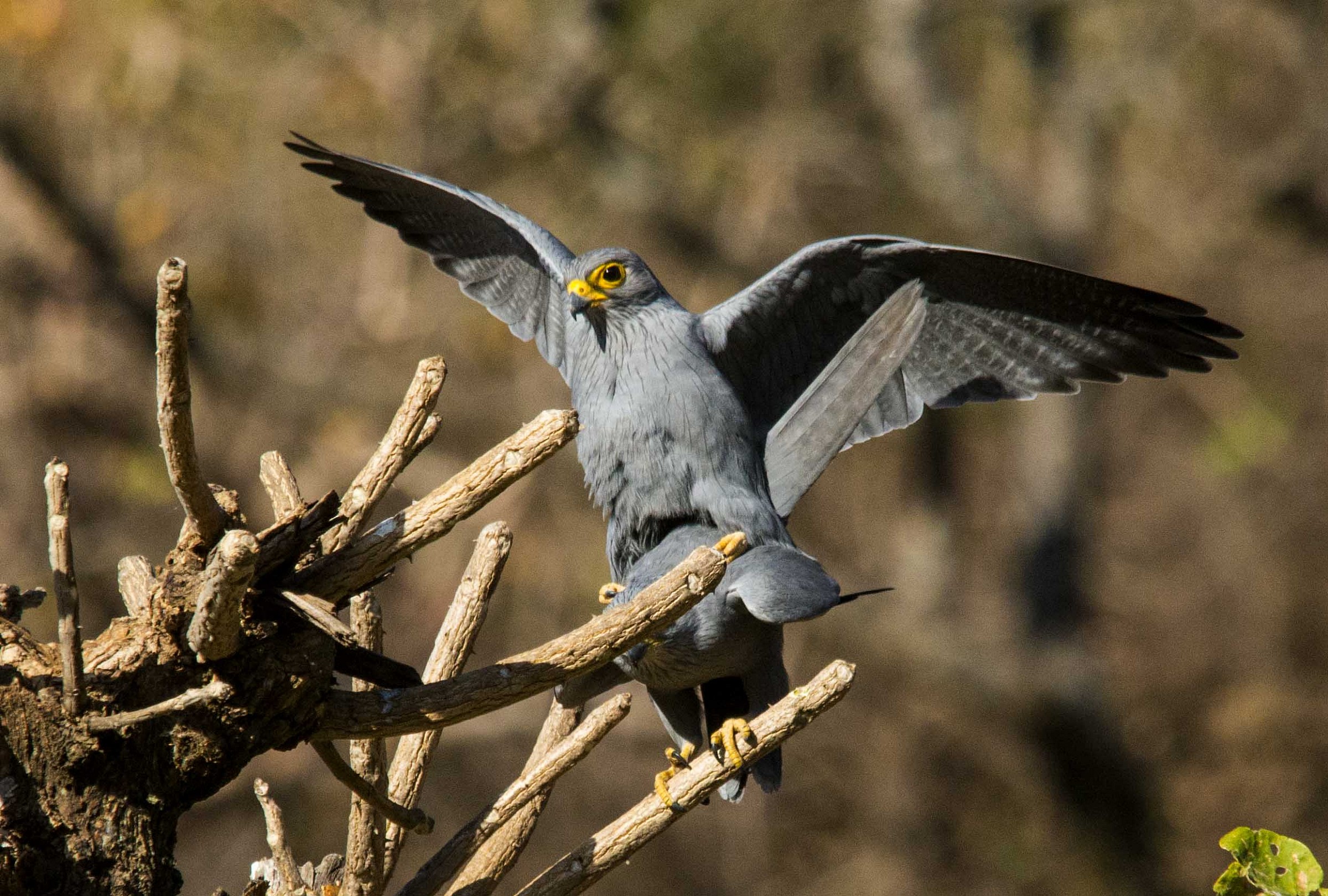 Falco ardosiaceus...