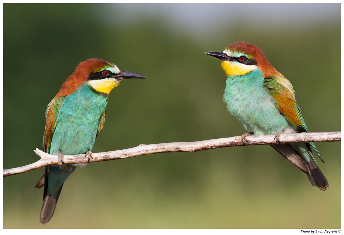 Bee-eaters: the pair...