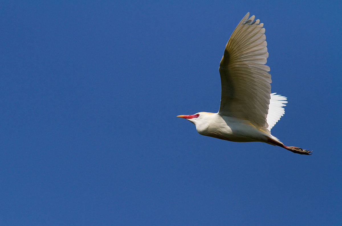 Egret...