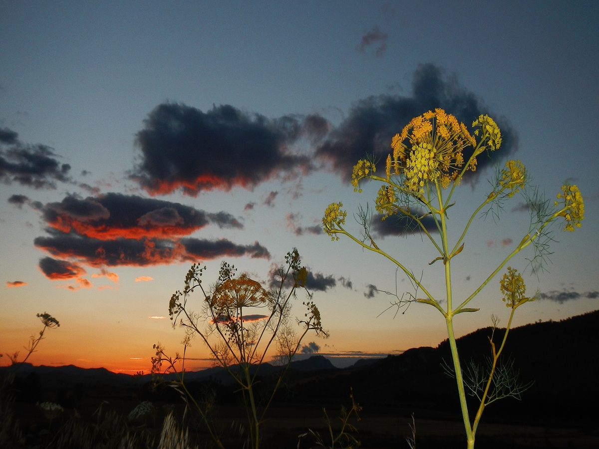 Dill flowers at sunset...