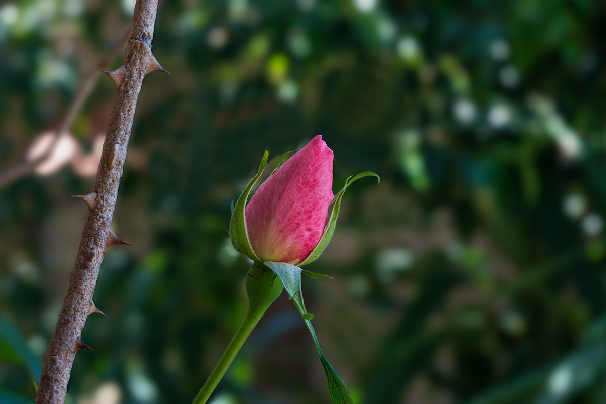 Tenderness among the thorns .....