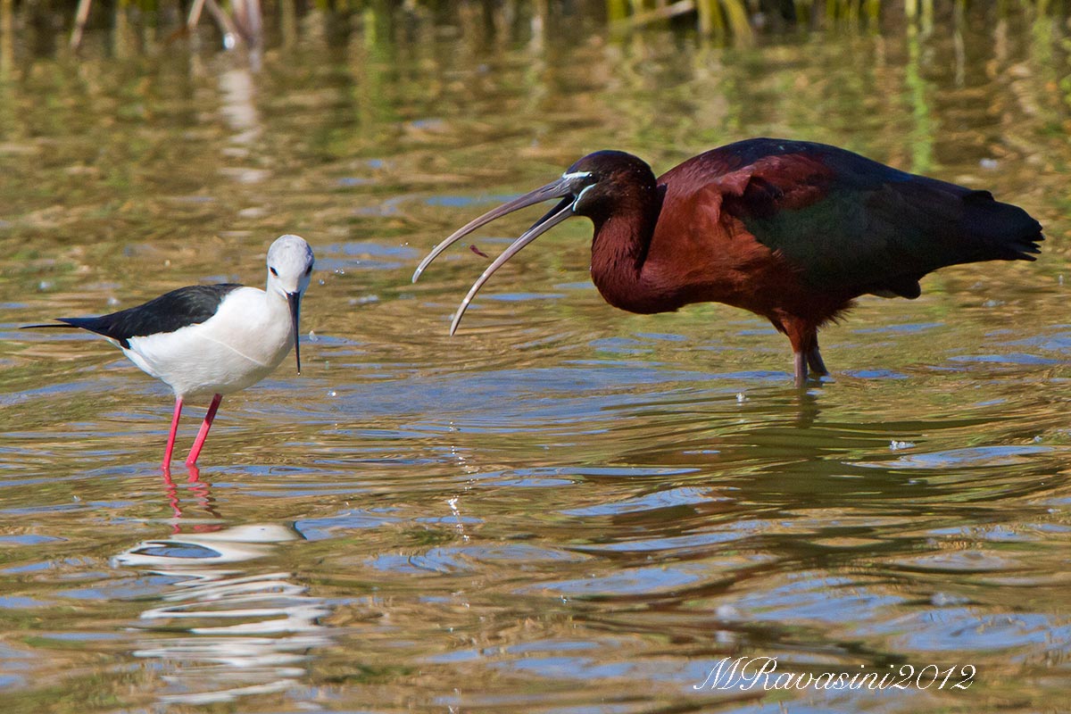 Glossy Ibis and Knight...