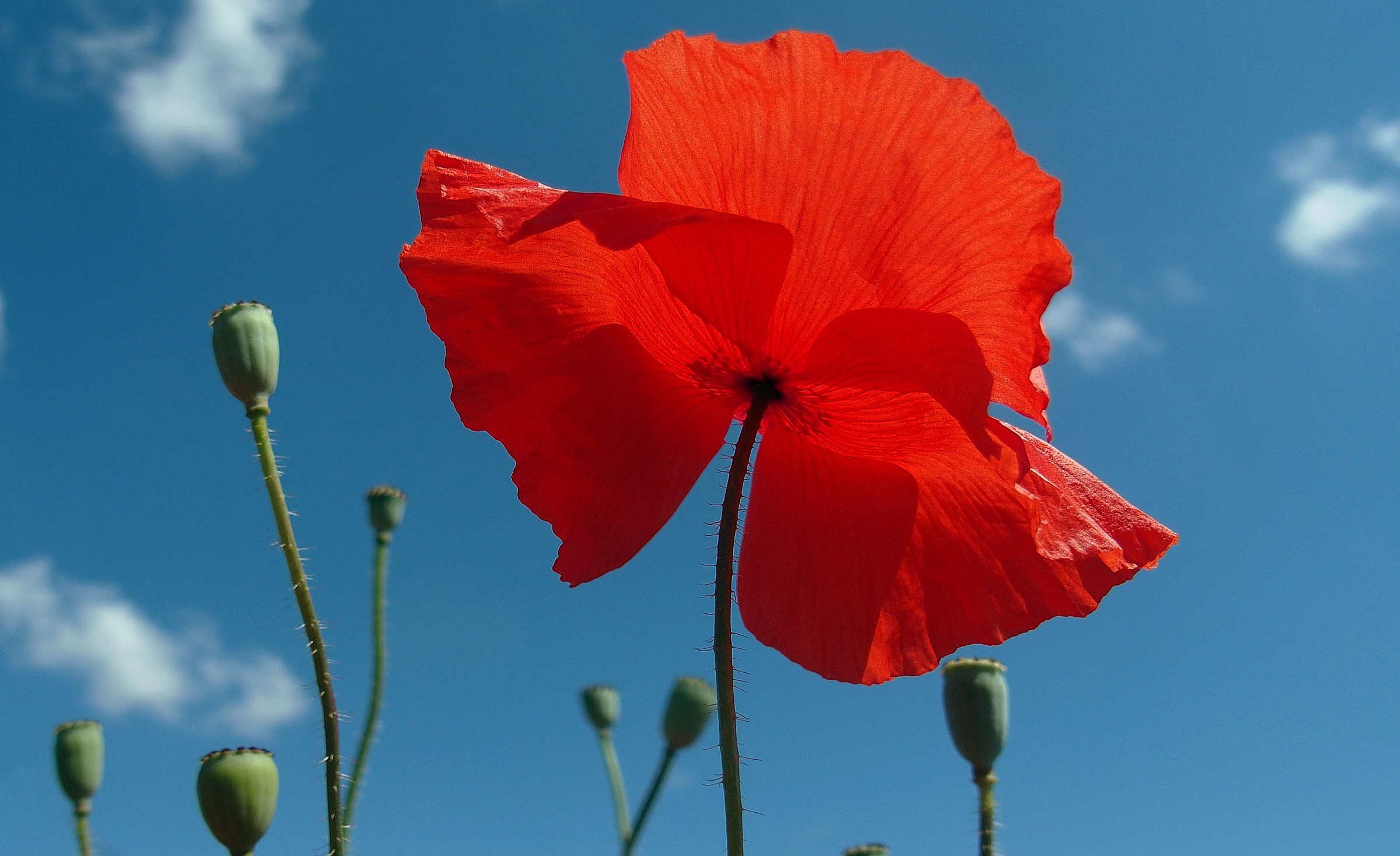 Poppies...