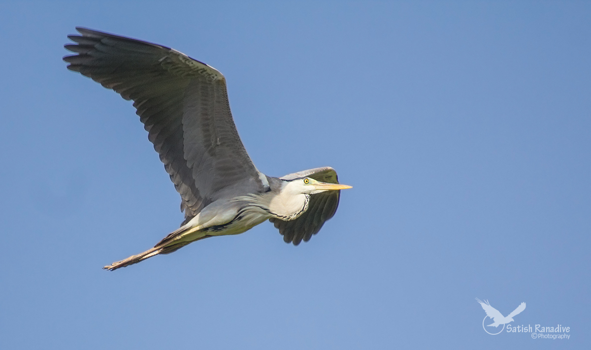 Grey Heron in Flight....