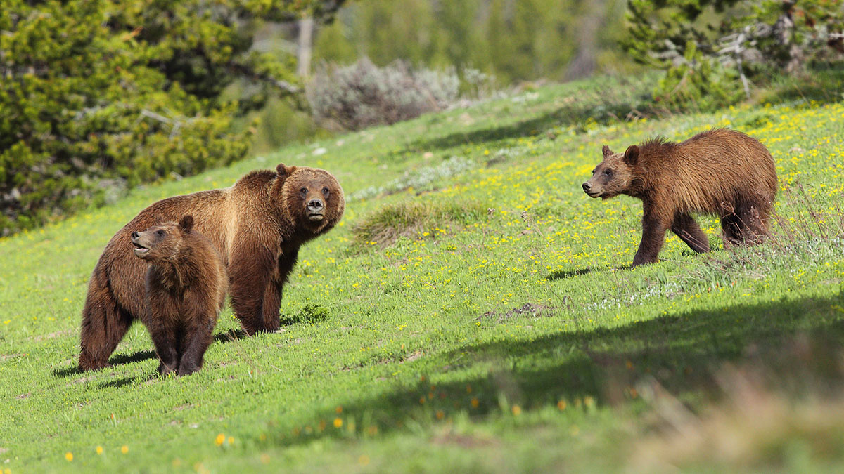 Bear with cubs...