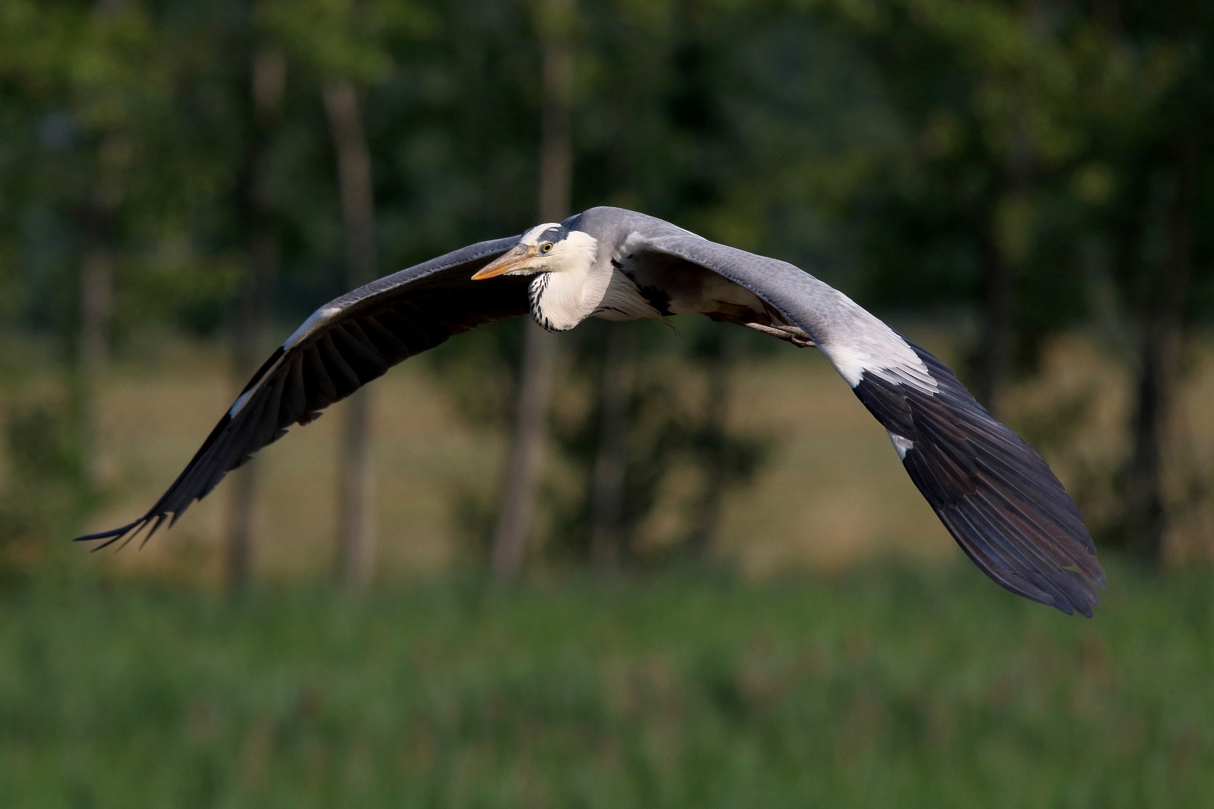 Heron in flight...