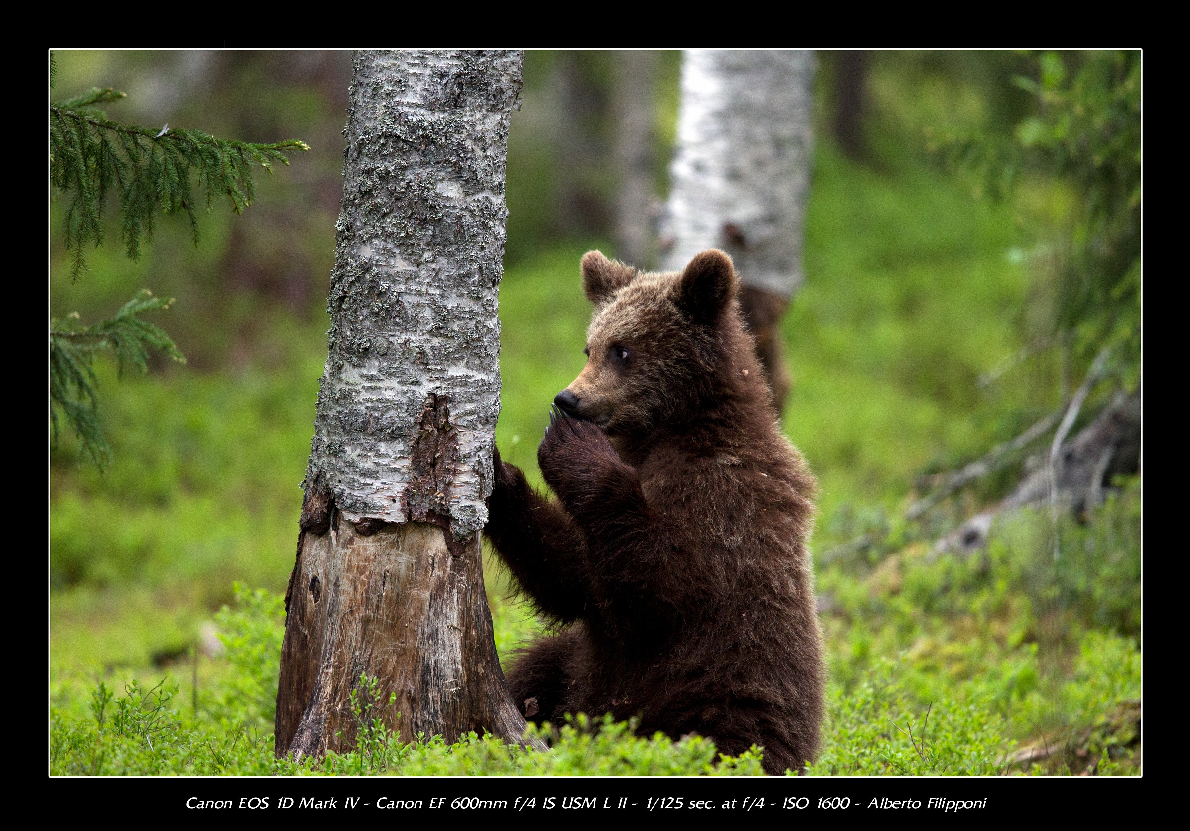 Bear cub...
