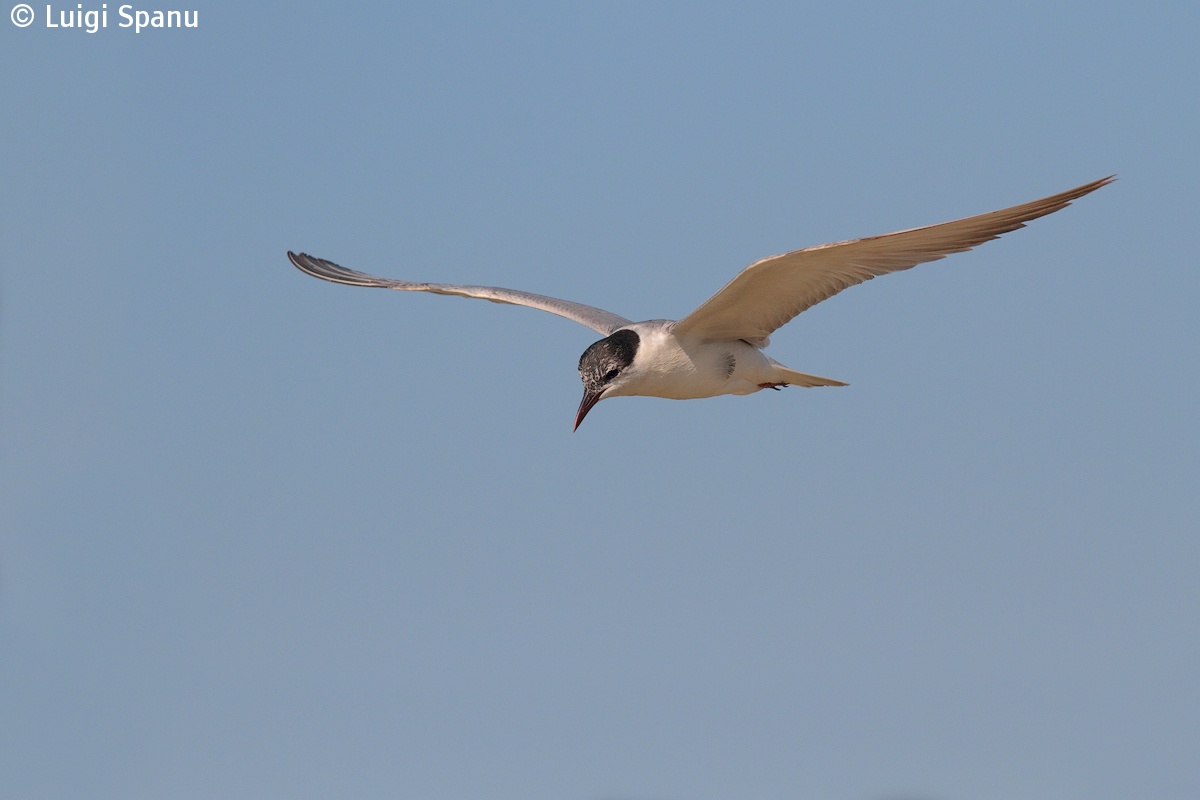 Whiskered Tern...