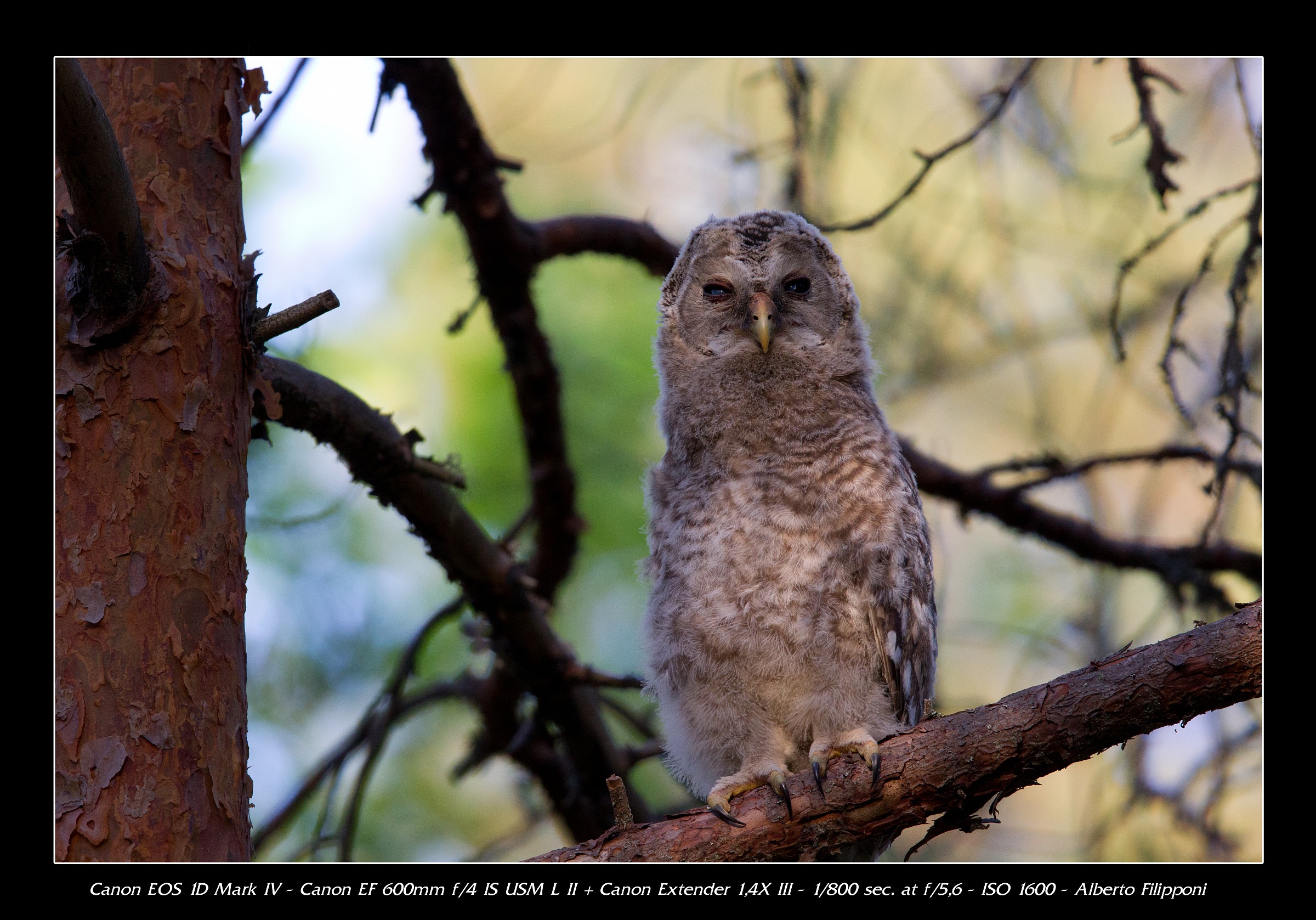 Young Ural Owl...