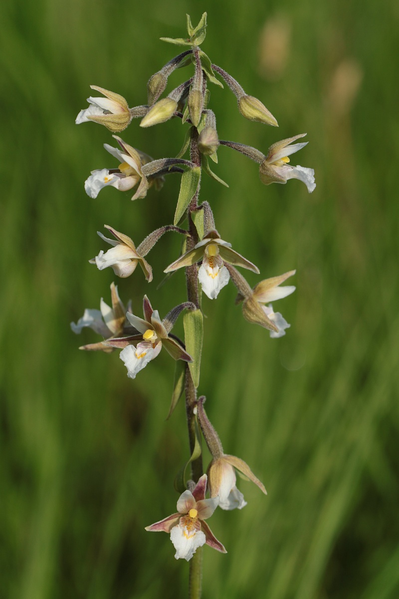 orchidea spontanea (Epipactis palustris)...