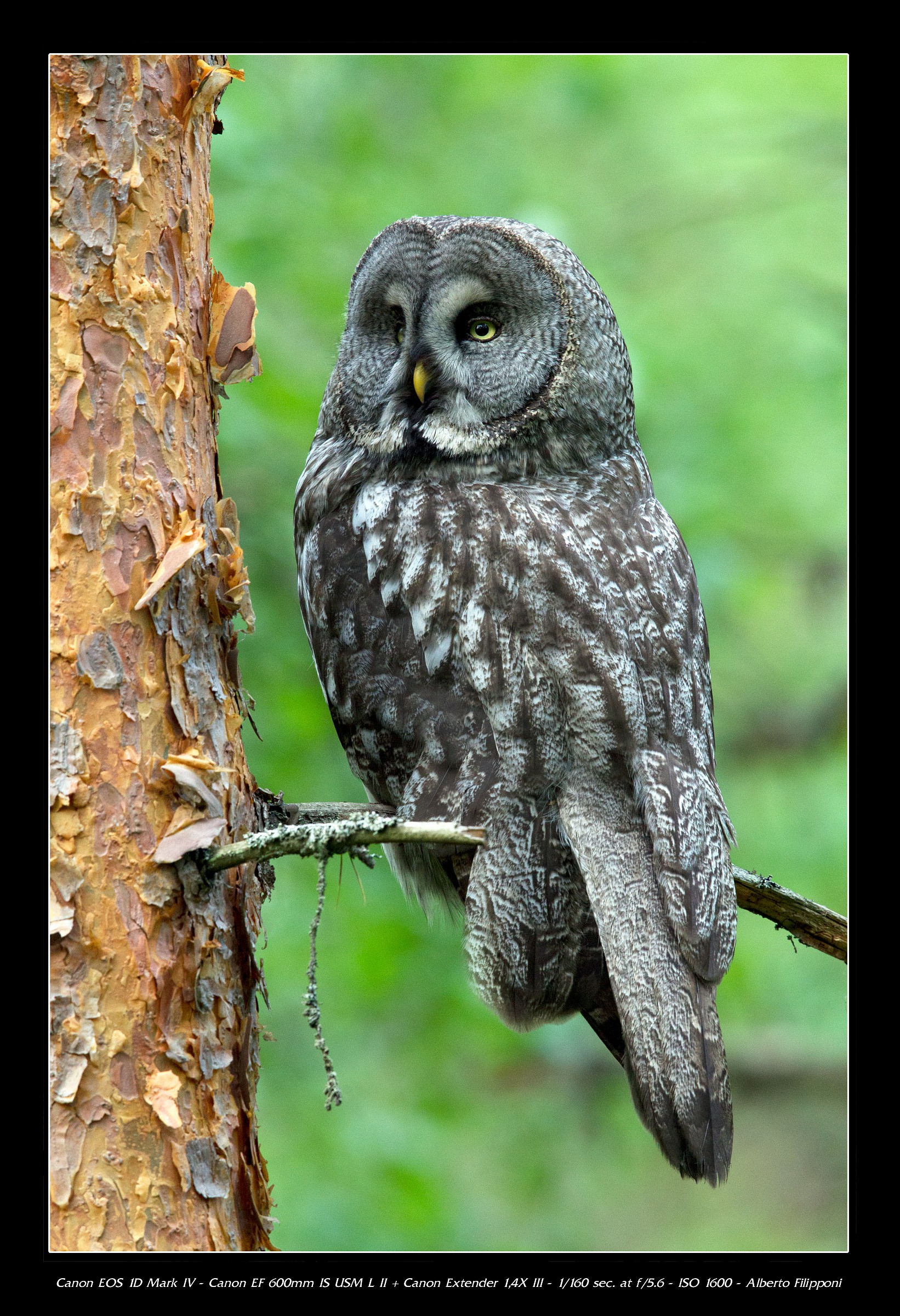 Great Gray Owl...