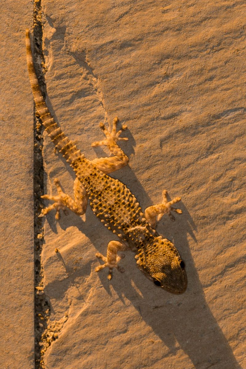 Common gecko (Tarentola mauritanica)...
