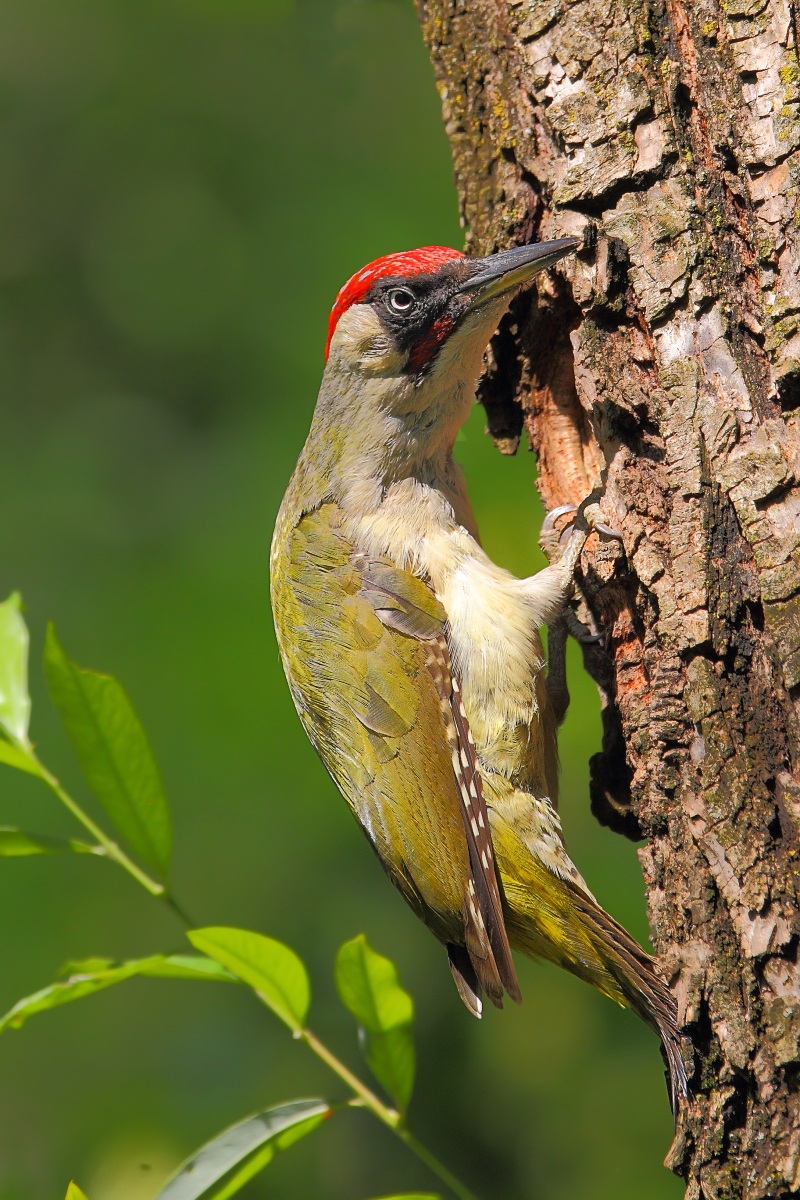 Green Woodpecker m...