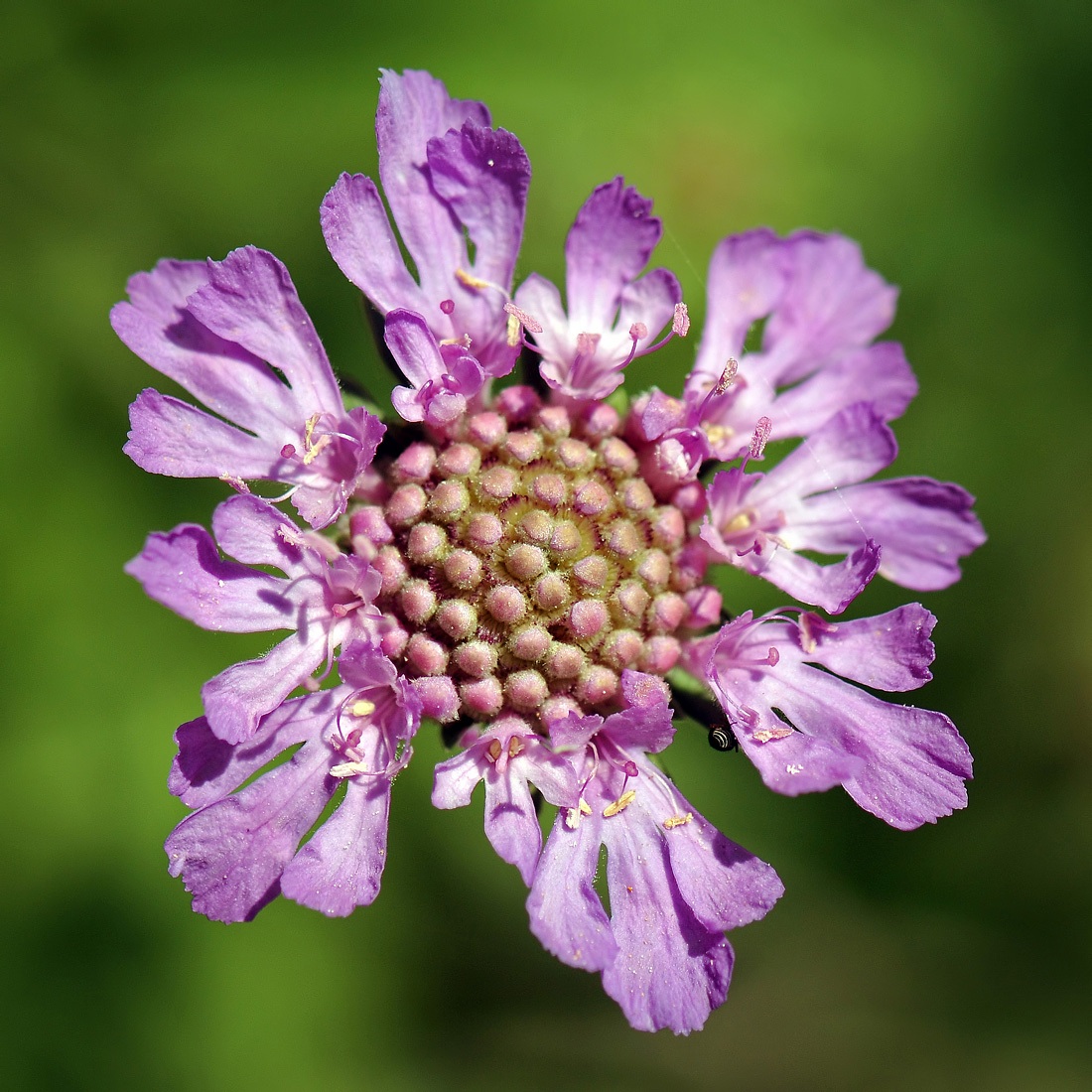 Knautia arvensis...