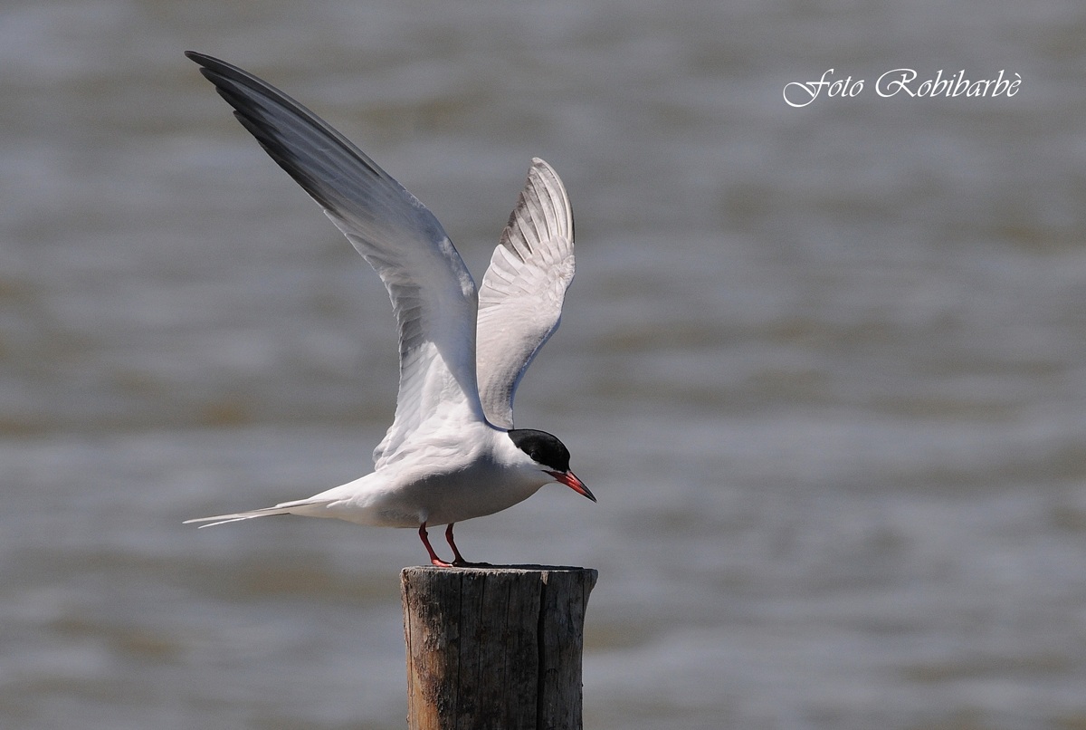 Common Tern .......