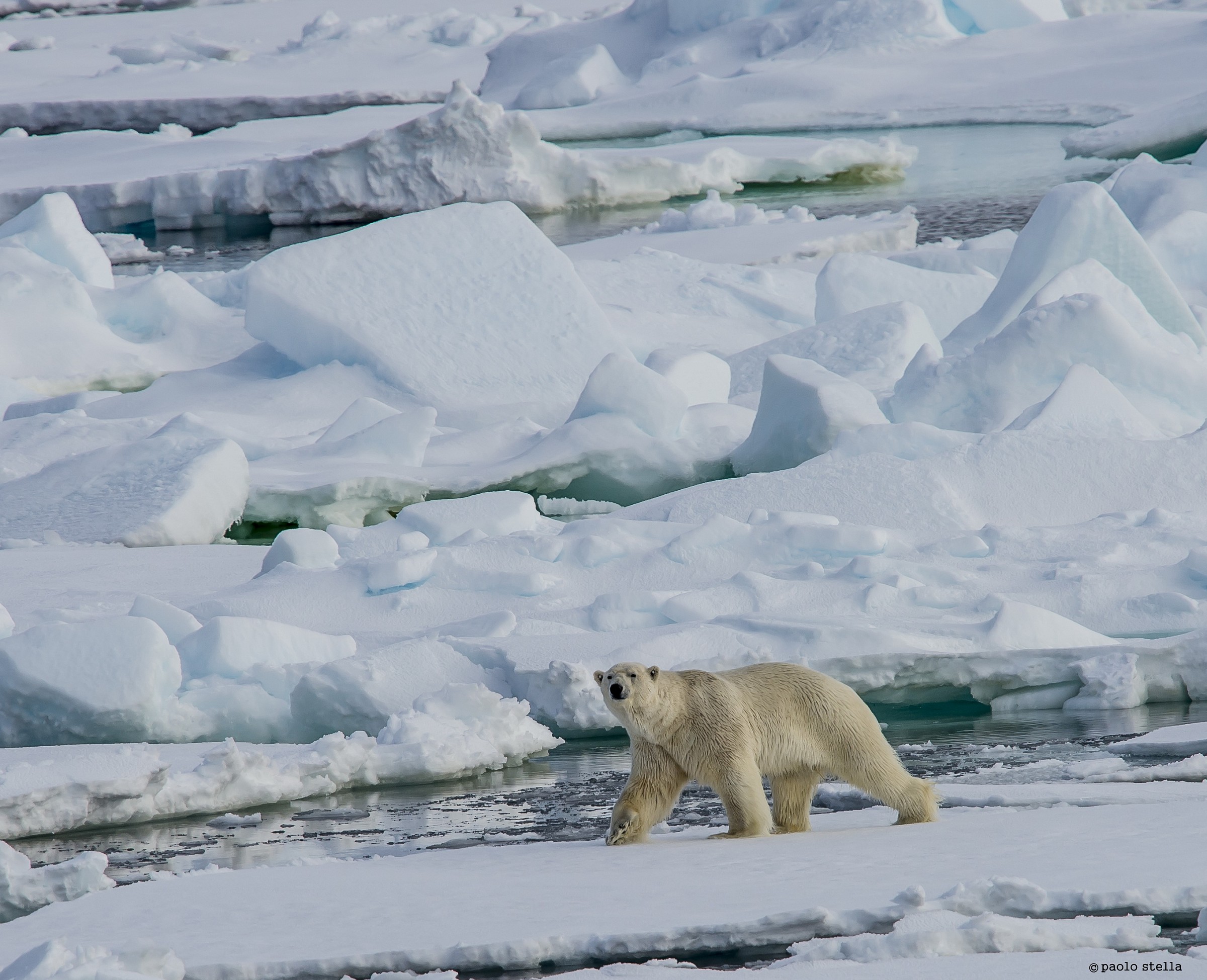 polar bear (Ursus maritimus)...