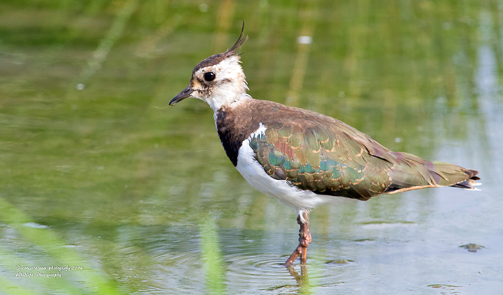 Lapwing in relaxation...