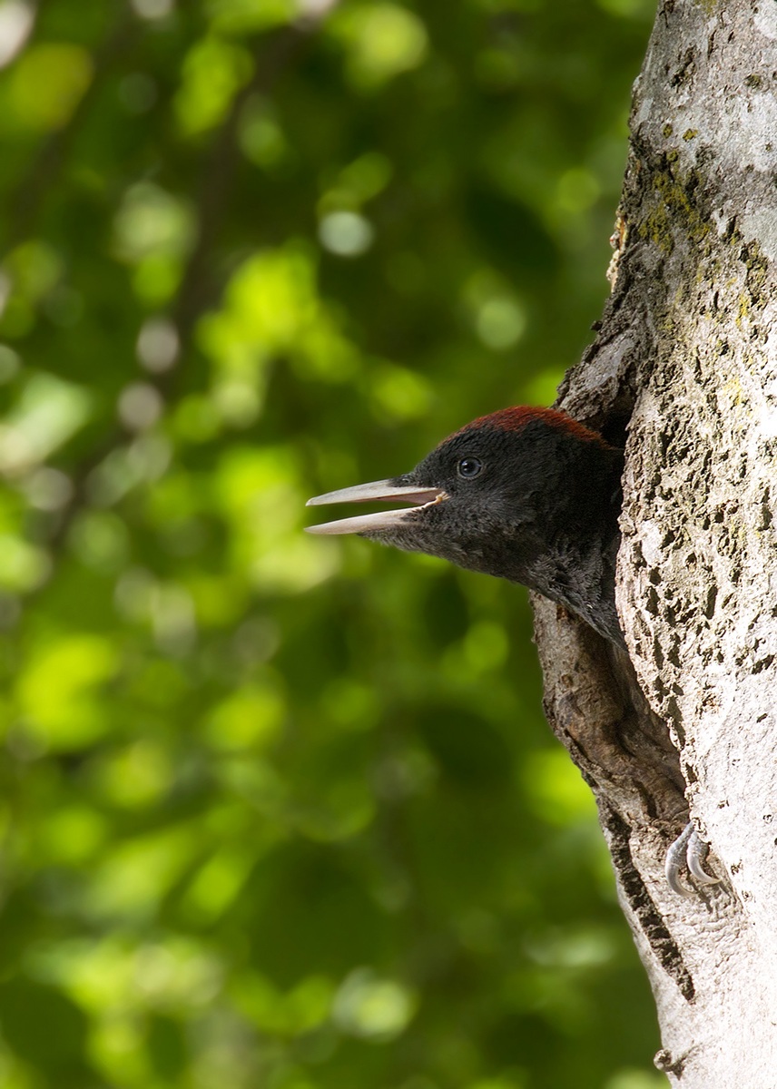 young black woodpecker...