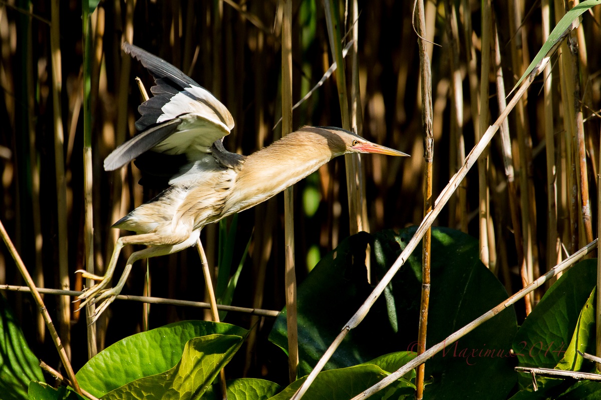 The detachment of the bittern .. .....