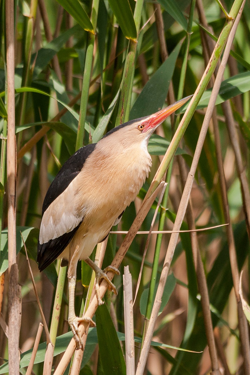 Bittern...