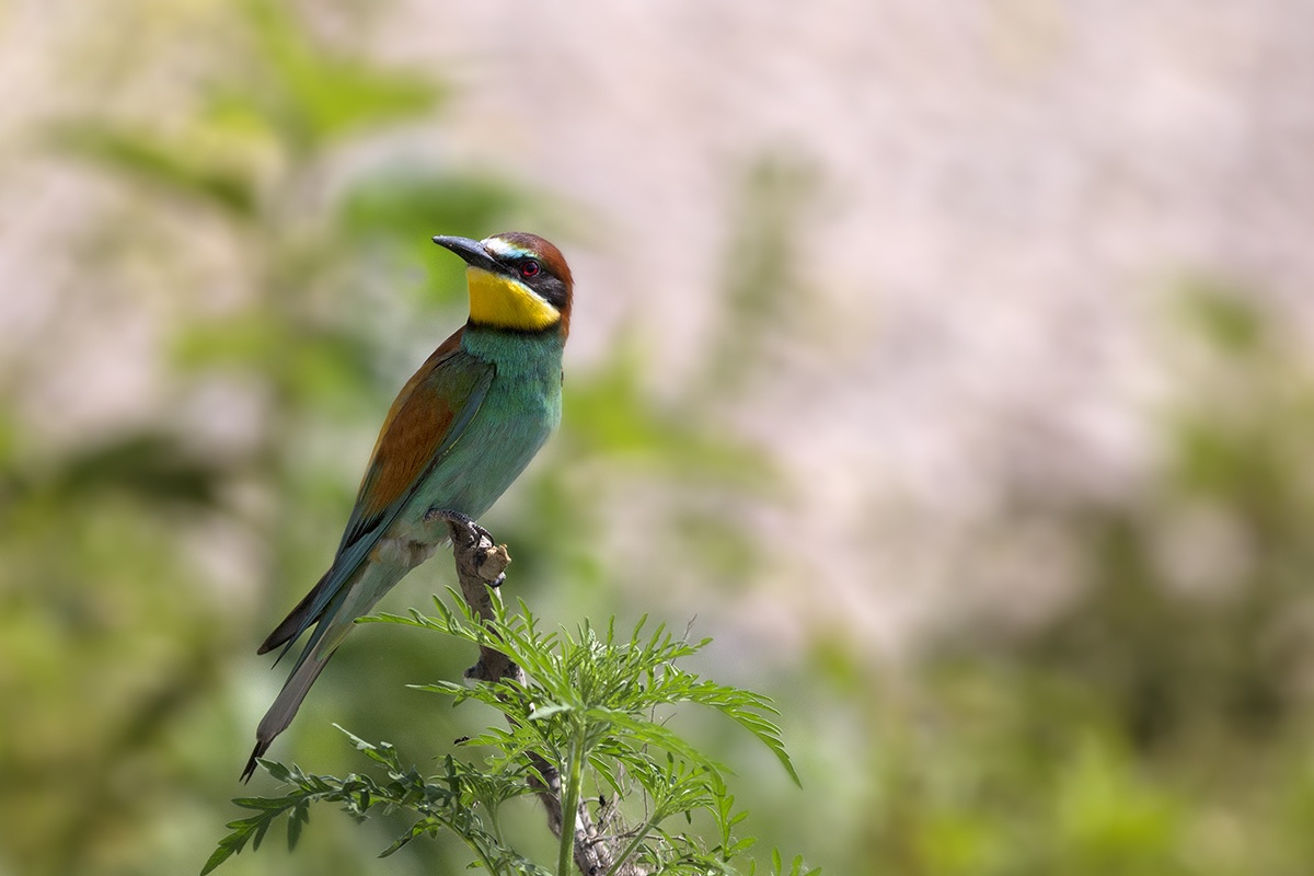 Bee-eaters to scrivia 3...