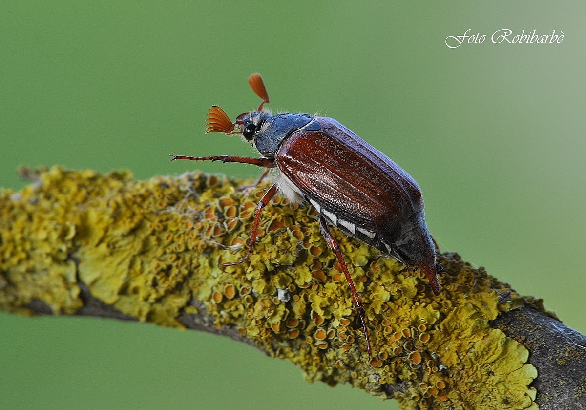 Beetle .......