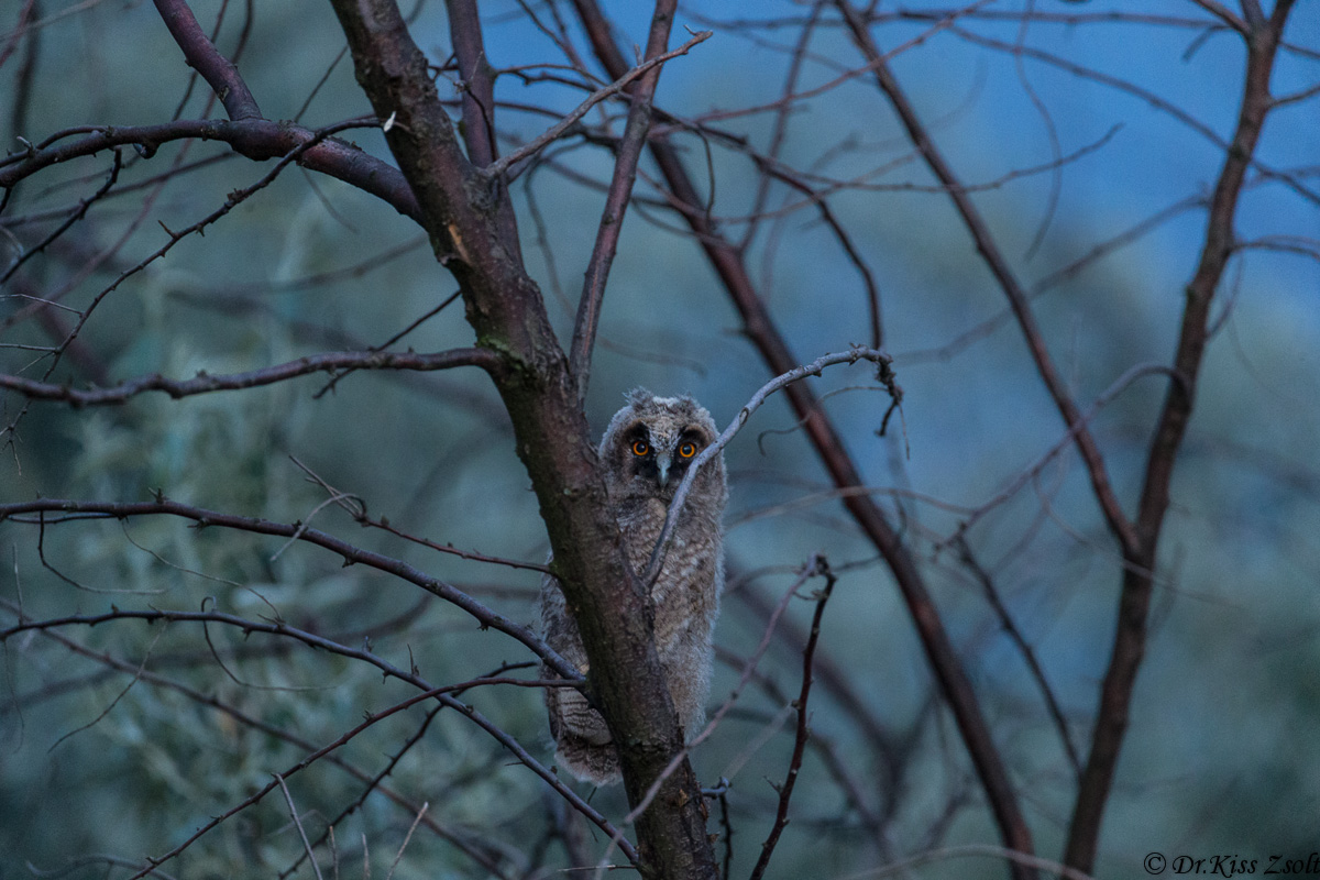 Long-eared chick Owl...