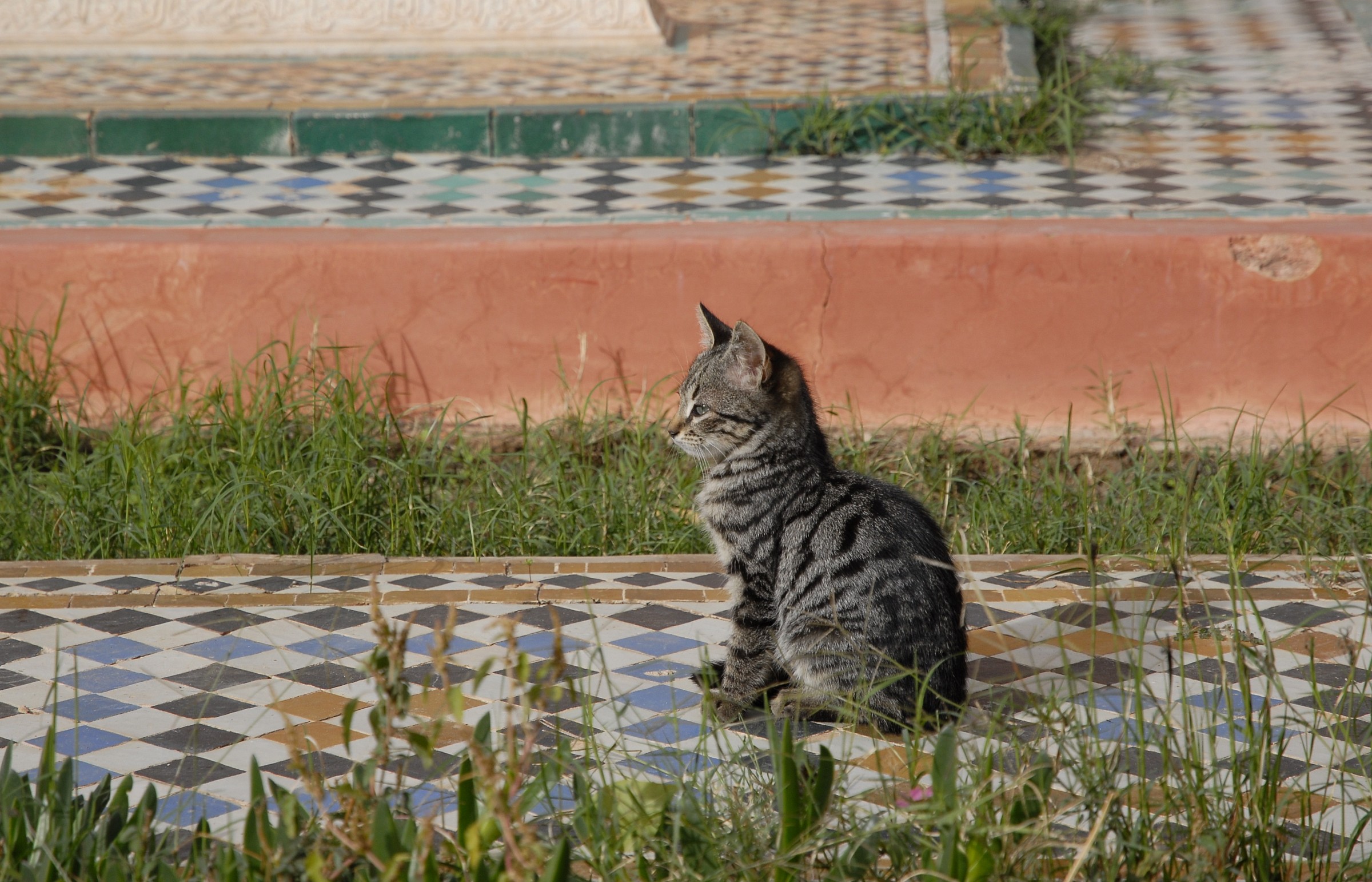 Cat in Marrakech...