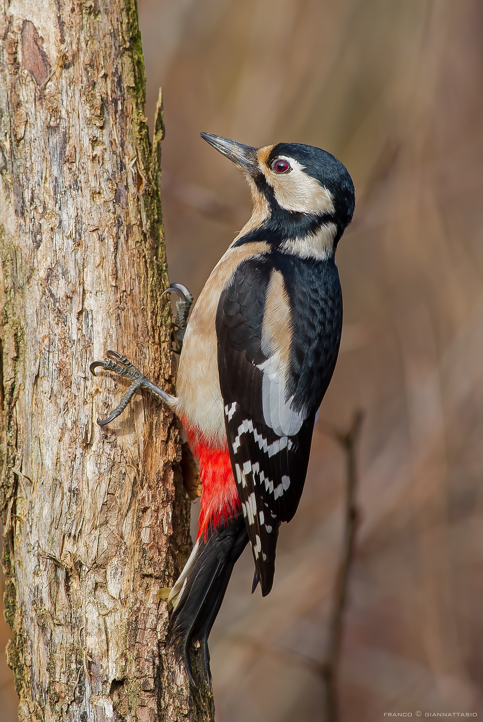 Great Spotted Woodpecker....