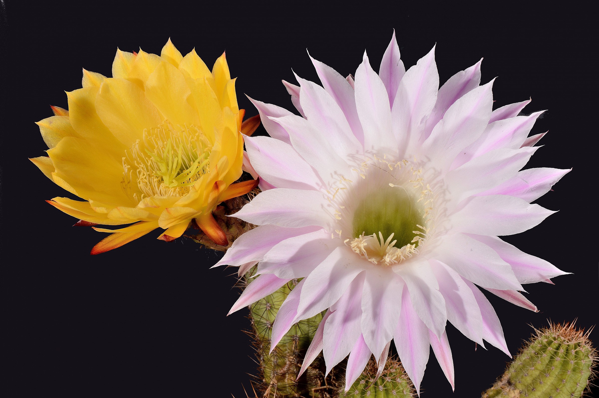 cactus flowers together...