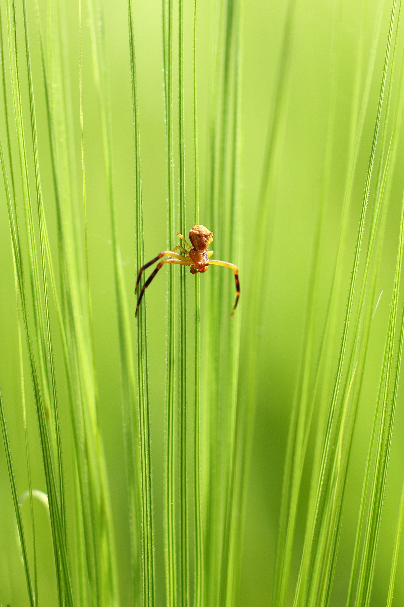 between the wires of barley...