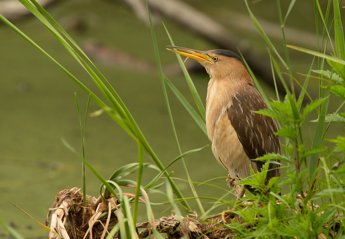 Common Bittern...