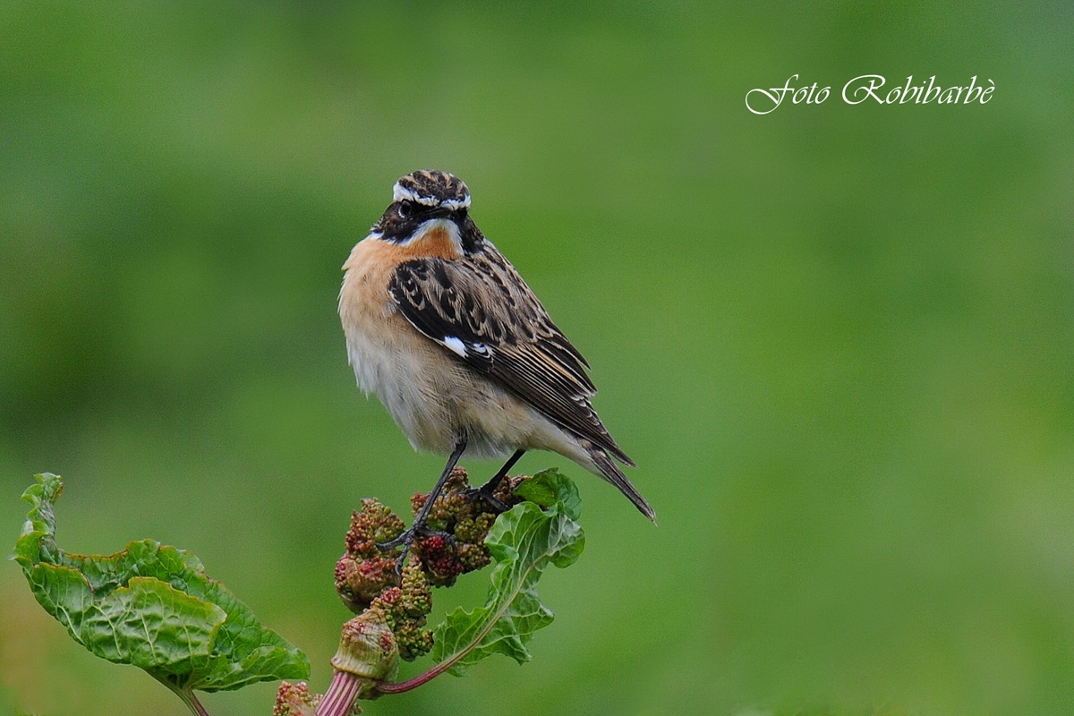 Whinchat .......