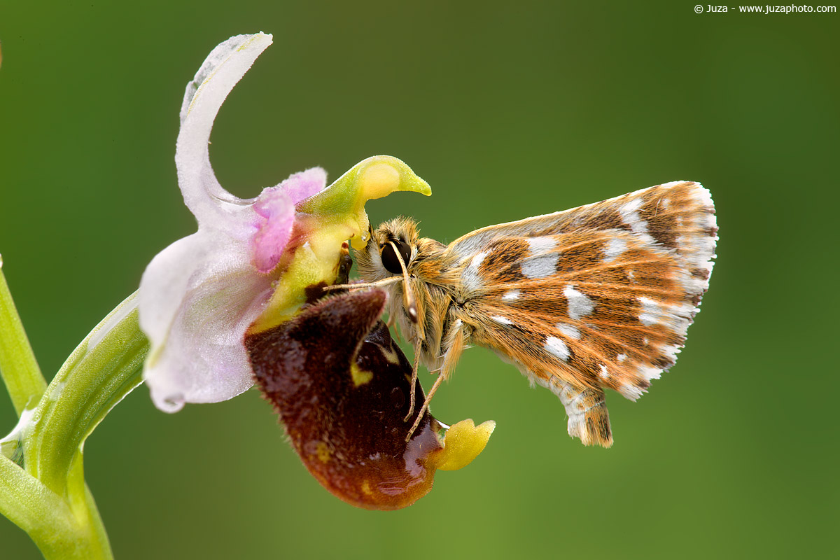 Small butterfly on orchid, 008493...