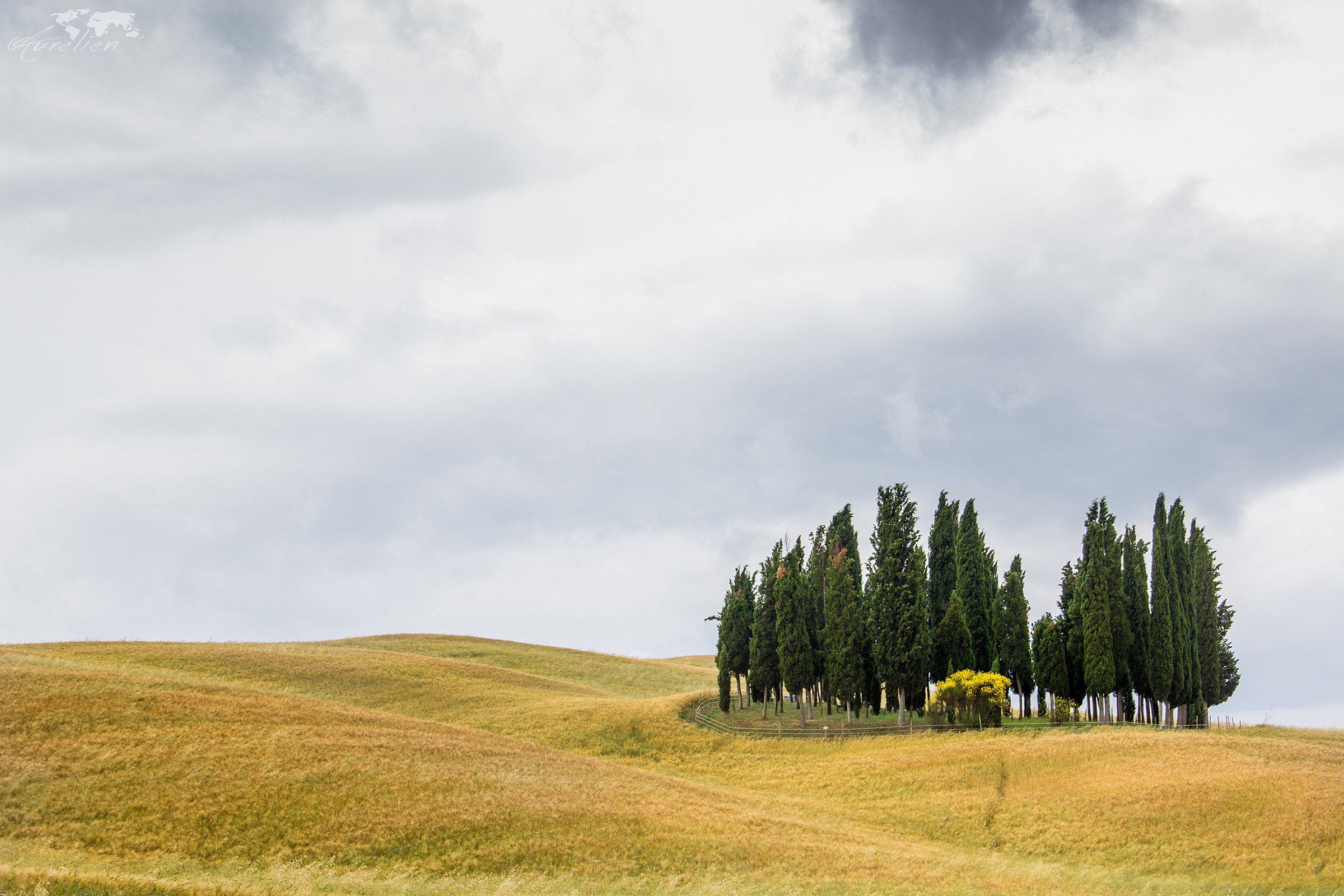 cypress trees in the Val d'Orcia...