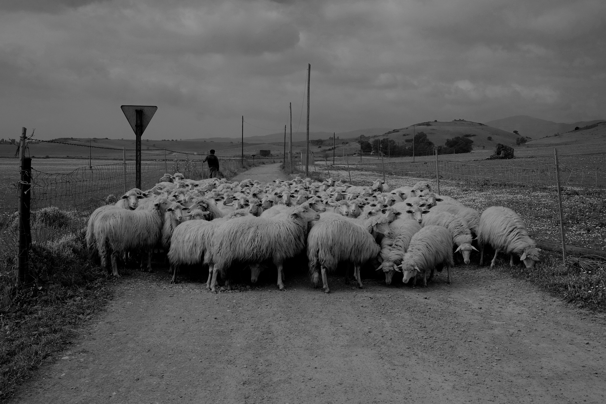 Pastore e pecore, Siliqua - Sardegna...