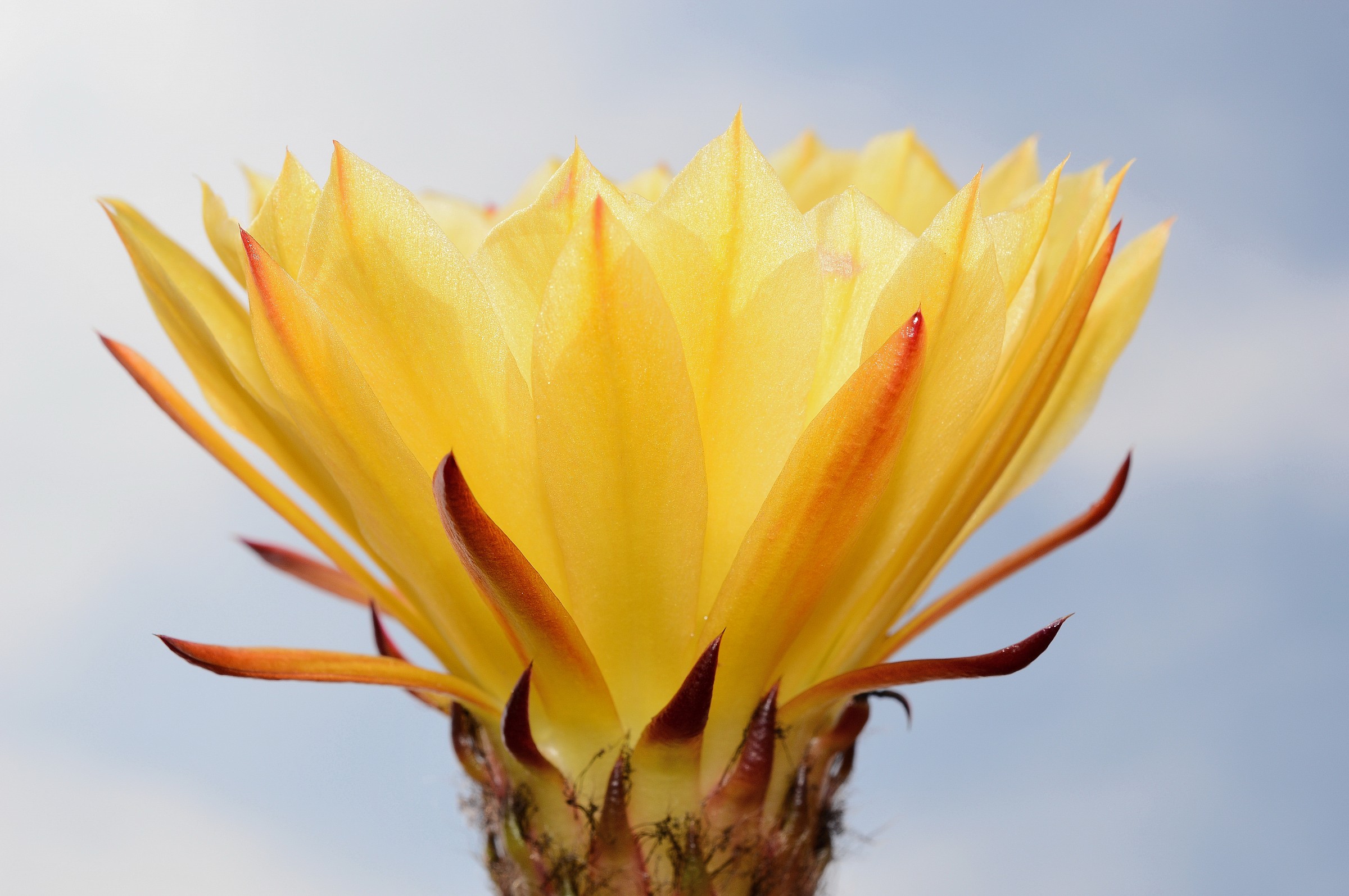 cactus flower 7...