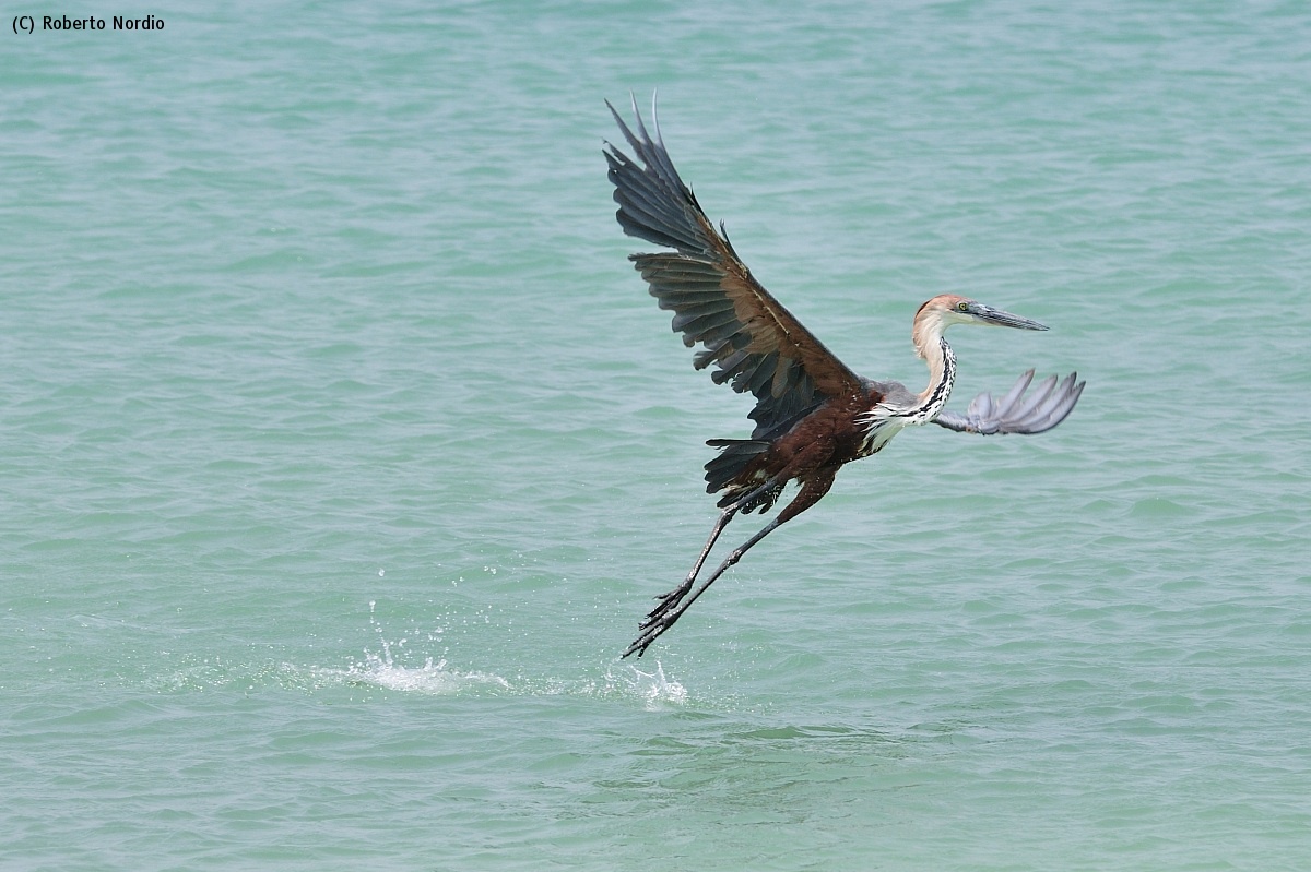 Ardea goliath...