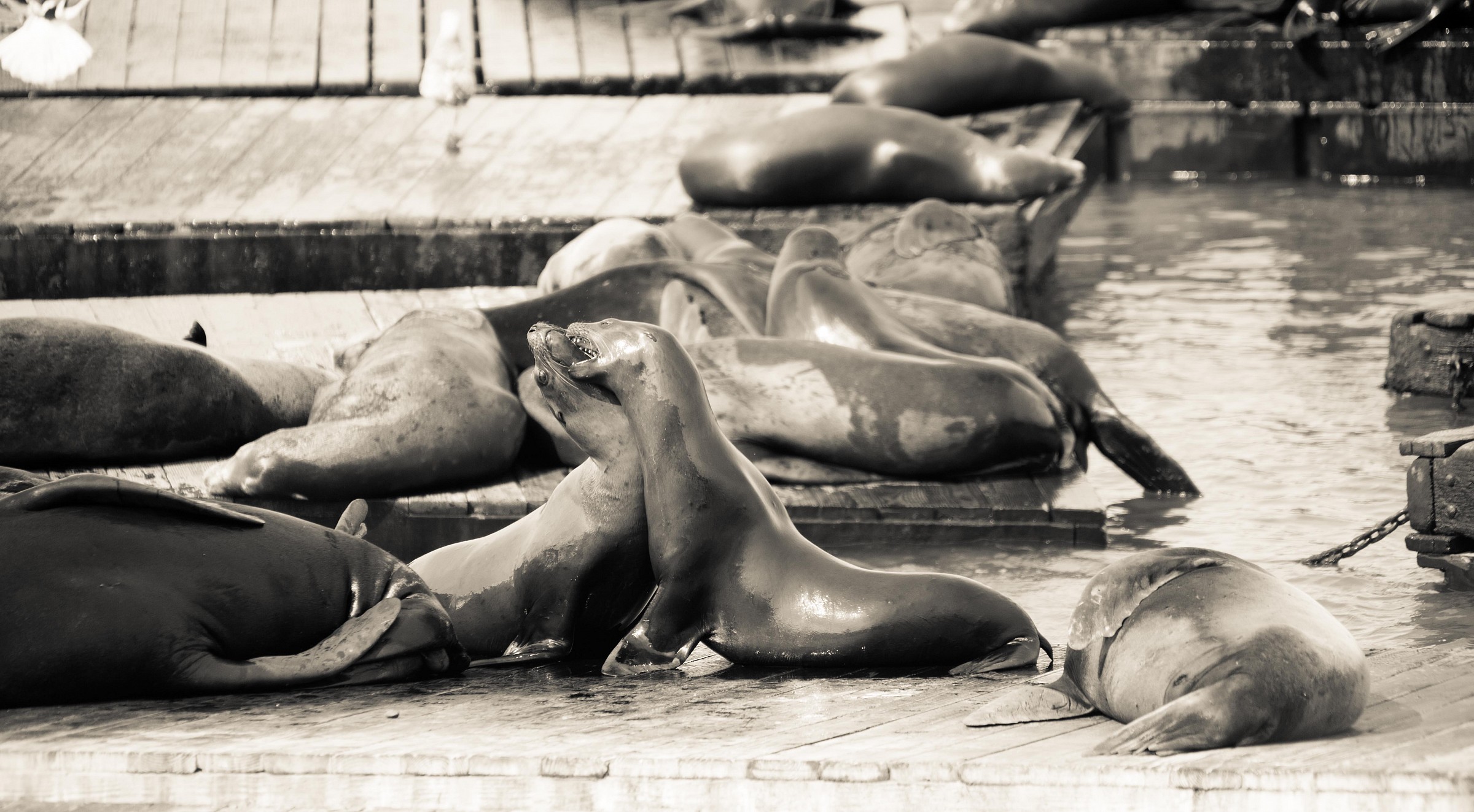 young sea lions...