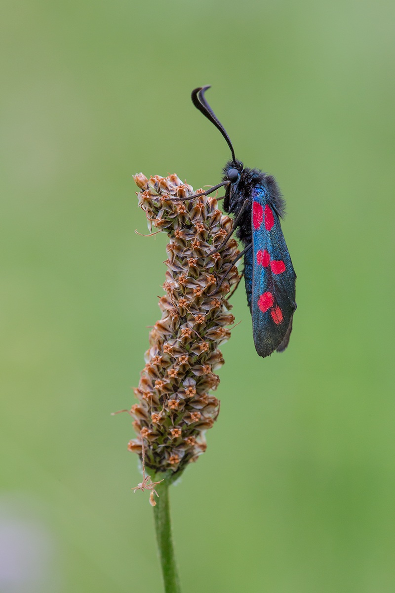 The Zygaena and his roost...