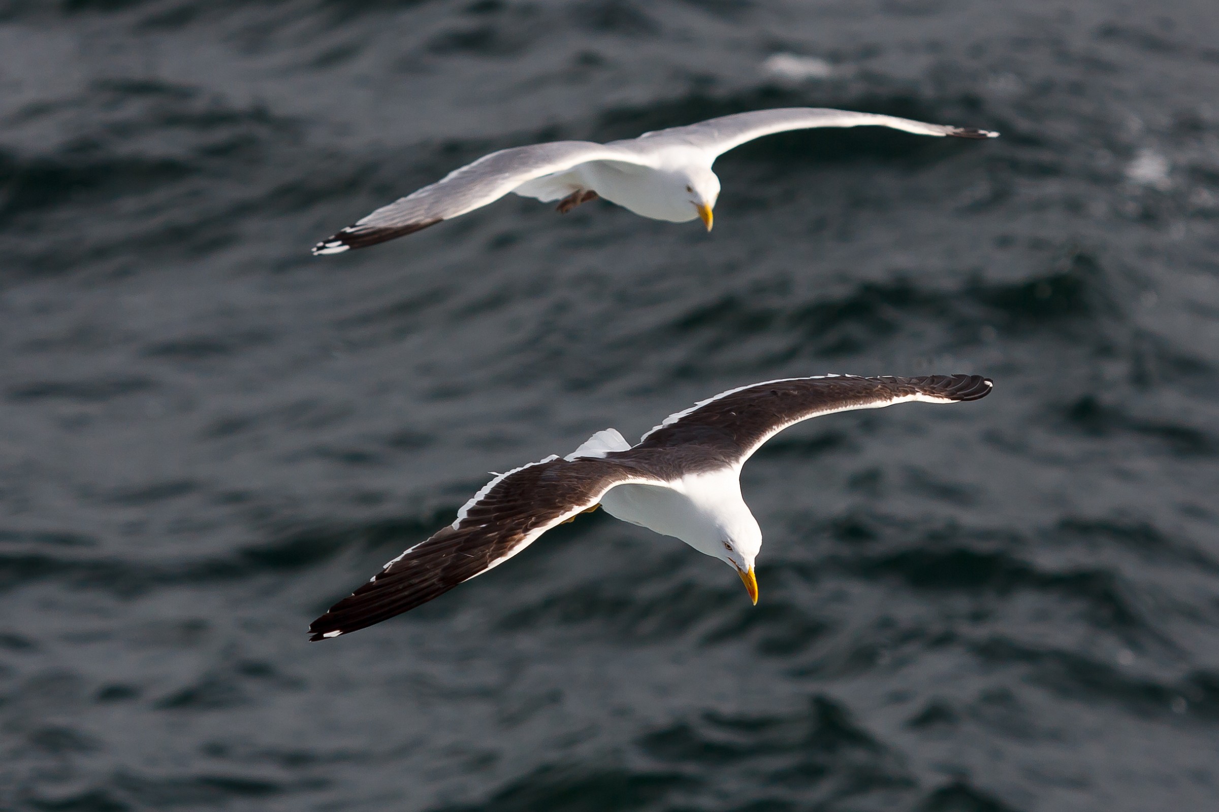 Sea Gulls Scotland...