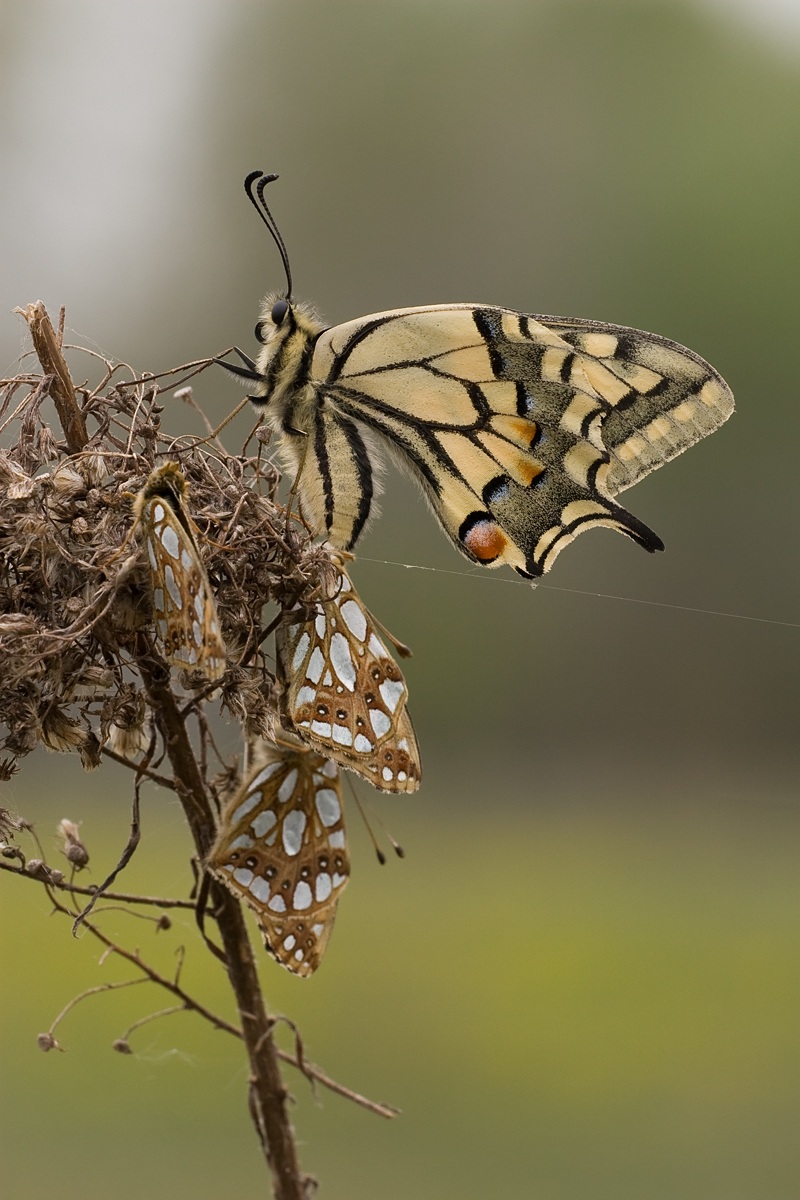 Papilio machaon con tre Issoria lathonia...