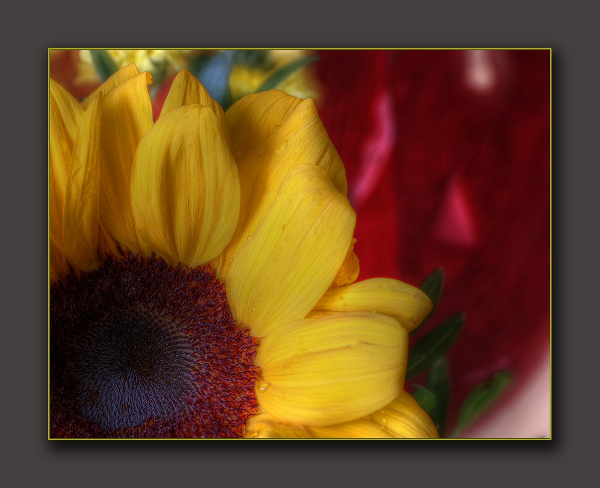 Sunflower. (Detail)...