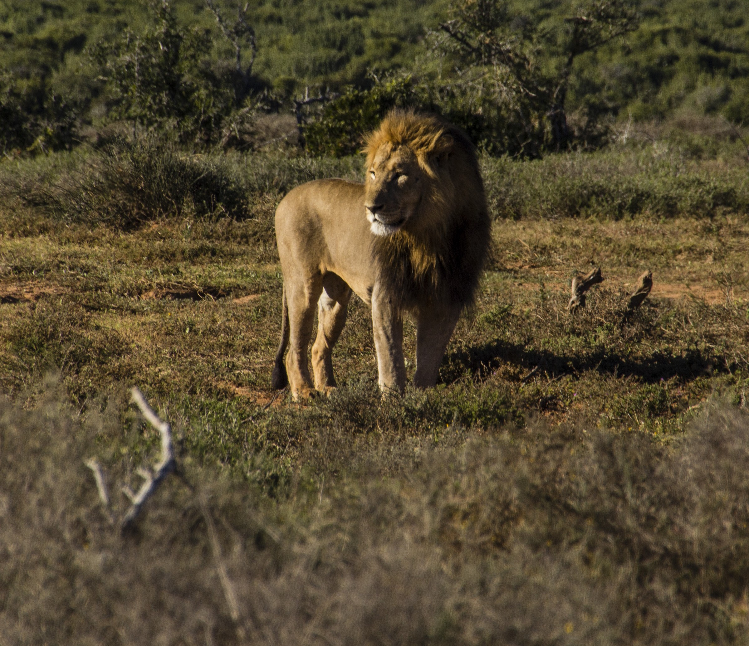 Addo Elephant NP - Lion...