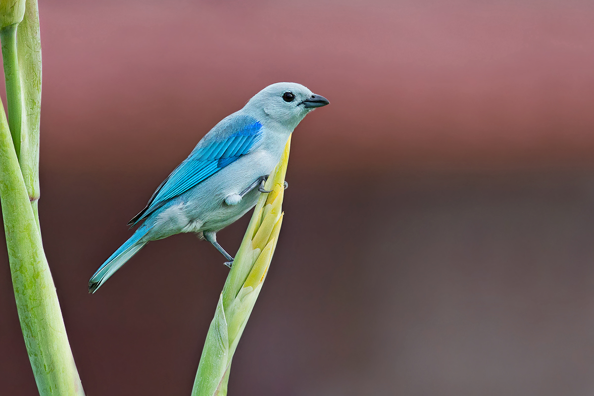Blue-gray tanager...