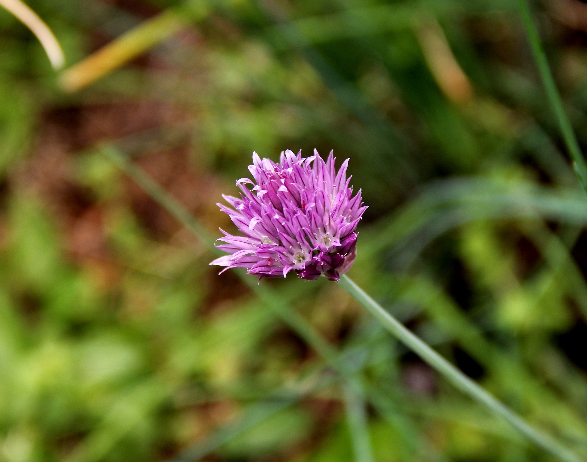 Chive Flower...