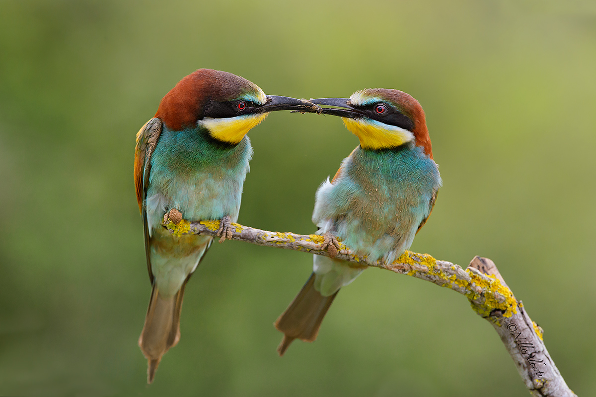 Bee-eaters exchange of gifts...