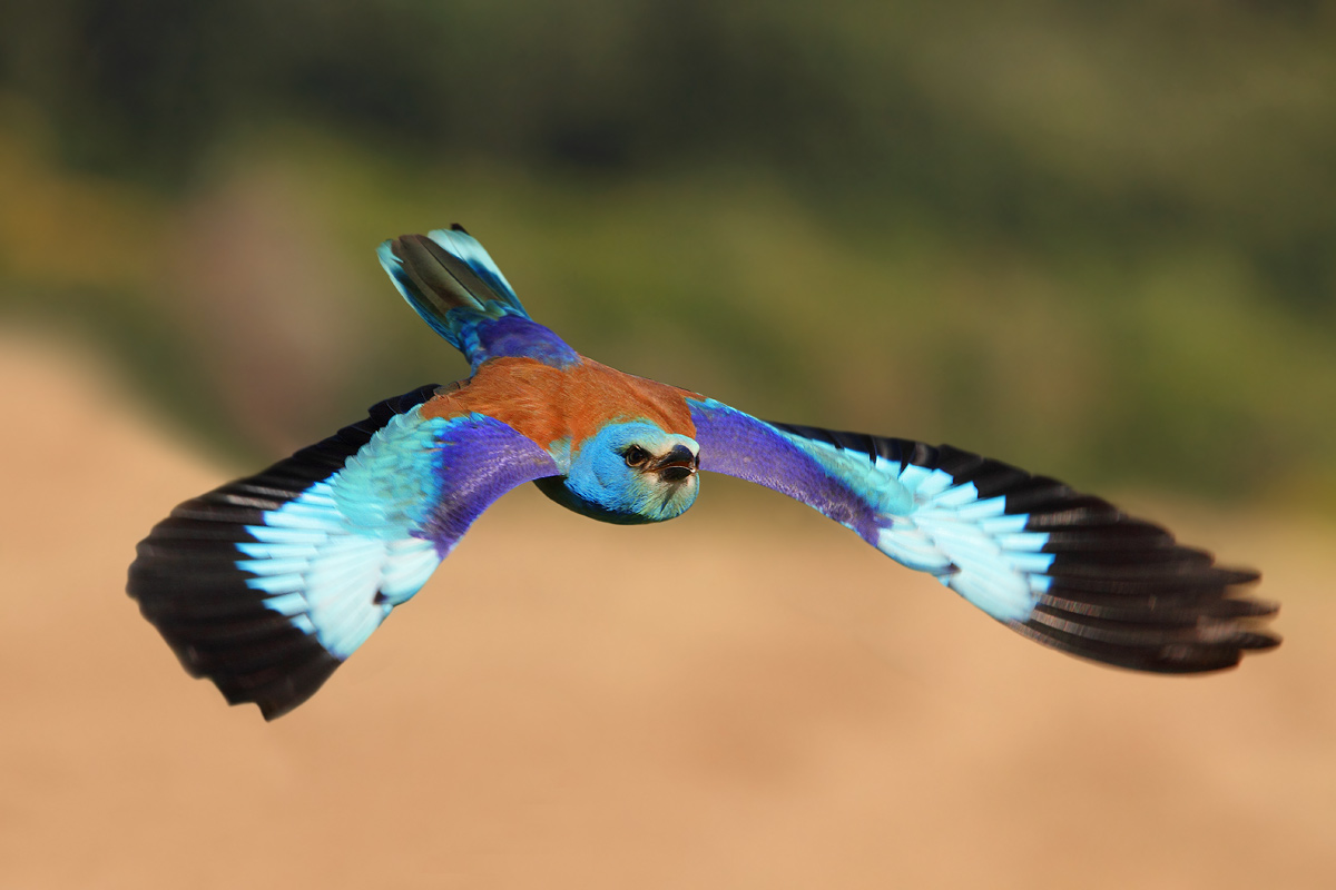 European Roller...