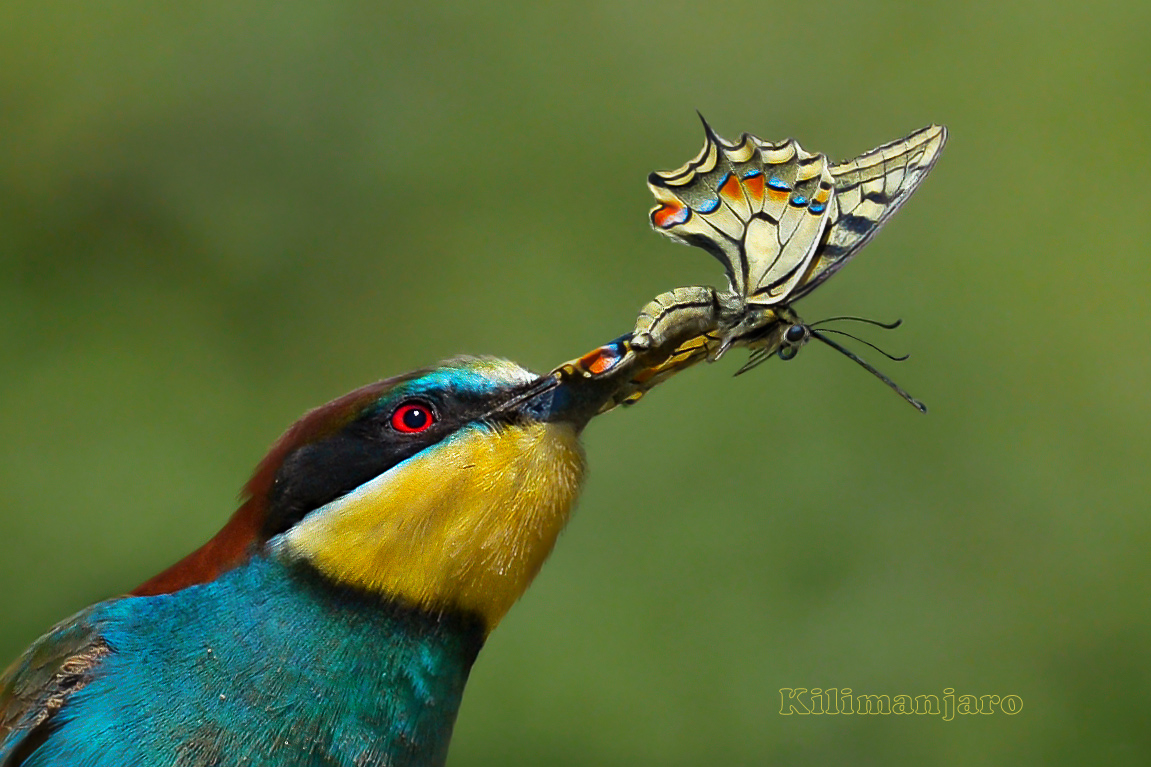 Bee-eater with swallowtail (detail)...